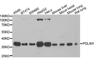 Western blot analysis of extracts of various cell lines, using PDLIM1 antibody. (PDLIM1 抗体)