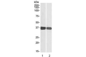 Western blot testing of human 1) HEK293 and 2) HeLa cell lysate with GAPDH loading control antibody at 0. (GAPDH 抗体)