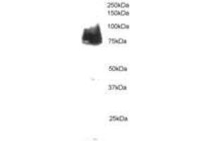 Image no. 1 for anti-Cortactin (CTTN) (AA 2-13) antibody (ABIN291053) (Cortactin 抗体  (AA 2-13))