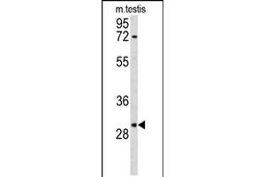 Western blot analysis of RPA2 Antibody in mouse testis tissue lysates (35ug/lane) (RPA2 抗体  (N-Term))