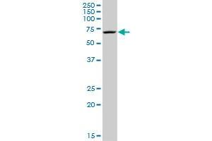 MPP2 MaxPab rabbit polyclonal antibody. (MPP2 抗体  (AA 1-552))