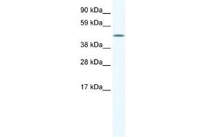 A830039H10RIK antibody (20R-1167) used at 0. (A830039H10RIK (C-Term) 抗体)