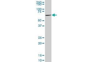 KPNA1 polyclonal antibody (A02), Lot # 061025JCS1 Western Blot analysis of KPNA1 expression in NIH/3T3 . (KPNA1 抗体  (AA 1-538))