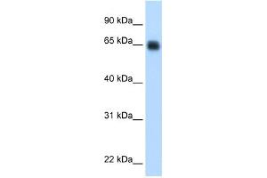 WB Suggested Anti-KNG1 Antibody Titration:  0. (KNG1 抗体  (Middle Region))