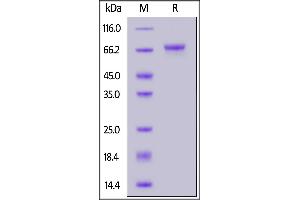 LGR5 Protein (AA 22-561) (His tag)