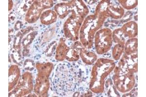 Immunohistochemistry (IHC) image for anti-Renalase, FAD-Dependent Amine Oxidase (RNLS) (Internal Region) antibody (ABIN2466189) (RNLS 抗体  (Internal Region))