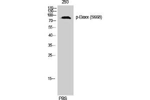 Western Blotting (WB) image for anti-Death-Domain Associated Protein (DAXX) (pSer668) antibody (ABIN5959374) (DAXX 抗体  (pSer668))