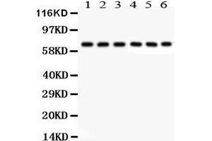 Anti- Kininogen1 Picoband antibody, Western blotting All lanes: Anti Kininogen1 at 0. (KNG1 抗体  (AA 19-210))