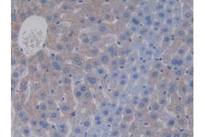 IHC-P analysis of Mouse Liver Tissue, with DAB staining. (APOC4 抗体  (AA 28-124))