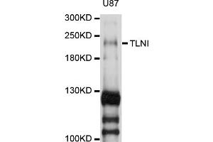 Western blot analysis of extracts of U-87MG cells, using TLN1 antibody (ABIN5972298) at 1/1000 dilution. (TLN1 抗体)