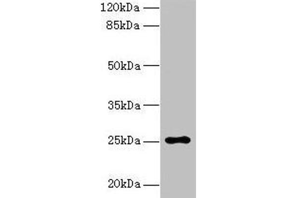 ARPIN 抗体  (AA 1-226)