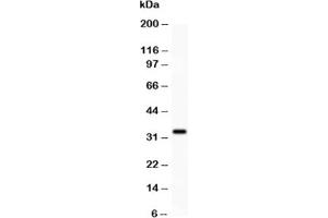 Western blot testing of PD-L1 antibody and HEPG2 lysate. (PD-L1 抗体  (AA 45-290))