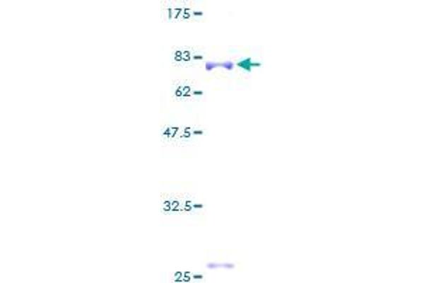 RNF38 Protein (AA 1-432) (GST tag)