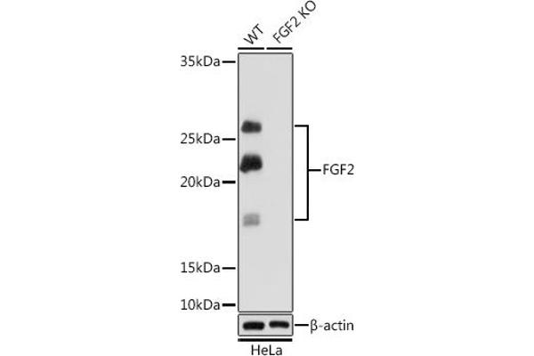 FGF2 抗体