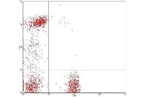 Flow Cytometry (FACS) image for anti-CD8, CD4 antibody (FITC,PE) (ABIN2144400) (CD8, CD4 抗体 (FITC,PE))