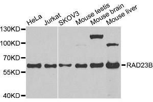 Western blot analysis of extracts of various cell lines, using RAD23B antibody. (RAD23B 抗体  (AA 50-150))