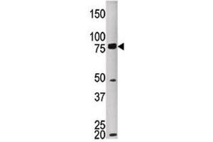 Western blot testing of MELK antibody and HEPG2 lysate. (MELK 抗体  (AA 525-554))