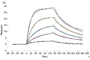 Surface Plasmon Resonance (SPR) image for Tumor Necrosis Factor (Ligand) Superfamily, Member 13b (TNFSF13B) (Trimer) protein (His-DYKDDDDK Tag) (ABIN7273911)