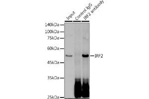 Immunoprecipitation analysis of 300 μg extracts of HeLa cells using 3 μg IRF2 antibody (ABIN1681257, ABIN3019232, ABIN3019233 and ABIN7101734). (IRF2 抗体)