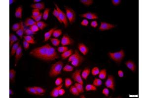 Immunofluorescence (Cultured Cells) (IF (cc)) image for anti-Cyclin-Dependent Kinase Inhibitor 1B (p27, Kip1) (CDKN1B) (AA 150-198) antibody (ABIN672621)