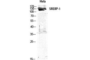 Western Blot analysis of various cells using SREBP-1 Polyclonal Antibody diluted at 1:1000. (SREBF1 抗体)