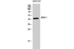 Western Blotting (WB) image for anti-Mitogen-Activated Protein Kinase Kinase 1 (MAP2K1) (Thr369) antibody (ABIN3185521) (MEK1 抗体  (Thr369))