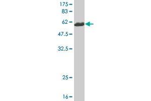 Western Blot detection against Immunogen (58. (CNN1 抗体  (AA 1-297))