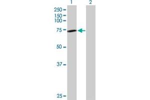 Lane 1: GNE transfected lysate ( 79. (GNE 293T Cell Transient Overexpression Lysate(Denatured))