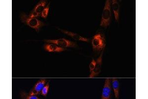 Immunofluorescence analysis of NIH/3T3 cells using ADORA2A Polyclonal Antibody at dilution of 1:100. (Adenosine A2a Receptor 抗体)
