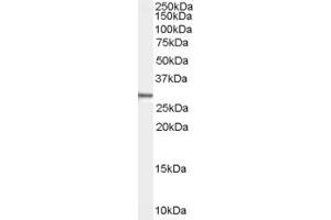 Western Blotting (WB) image for anti-Syndecan Binding Protein (Syntenin) (SDCBP) (N-Term) antibody (ABIN2466343) (SDCBP 抗体  (N-Term))