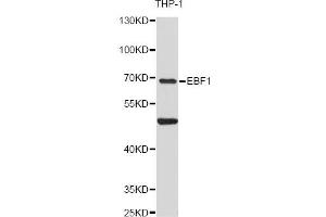 Western blot analysis of extracts of THP-1 cells, using EBF1 antibody (ABIN6292051) at 1:3000 dilution. (EBF1 抗体)