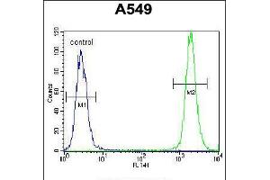 Flow cytometric analysis of A549 cells (right histogram) compared to a negative control cell (left histogram). (TRIM9 抗体  (C-Term))