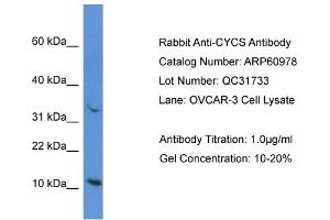 Western Blotting (WB) image for anti-Cytochrome C, Somatic (CYCS) (N-Term) antibody (ABIN786309) (Cytochrome C 抗体  (N-Term))