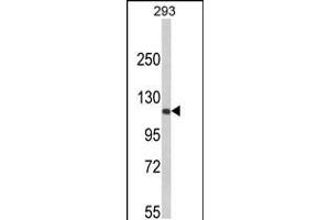 Western blot analysis of RB1 Antibody in 293 cell line lysates (35ug/lane)(2ug/ml) (Retinoblastoma 1 抗体  (C-Term))