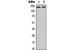 Western blot analysis of p65 expression in HEK293T (A), HeLa (B) whole cell lysates. (SYT1 抗体  (N-Term))