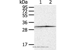 Western blot analysis of Jurkat and 293T cell, using CASP3 Polyclonal Antibody at dilution of 1:300 (Caspase 3 抗体)