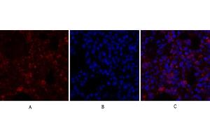 Immunofluorescence analysis of rat lung tissue. (Calnexin 抗体)