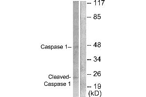 Western blot analysis of extracts from NIH/3T3 cells, treated with PMA (25uM, 60mins), using Caspase 1 (Cleaved-Asp210) antibody. (Caspase 1 抗体  (Cleaved-Asp210))