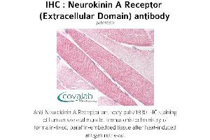 Image no. 1 for anti-Tachykinin Receptor 2 (TACR2) (2nd Extracellular Domain) antibody (ABIN1737301) (TACR2 抗体  (2nd Extracellular Domain))