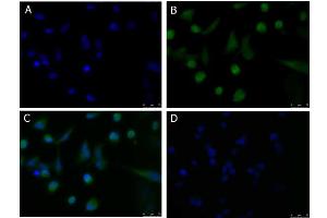 Immunofluorescence (IF) image for anti-CD274 (PD-L1) antibody (ABIN6655837)