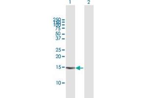 Western Blot analysis of VEGFA expression in transfected 293T cell line by VEGFA MaxPab polyclonal antibody. (VEGFA 抗体  (AA 1-147))