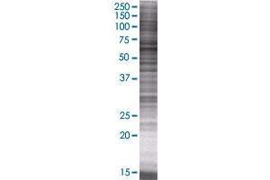 FUT8 transfected lysate. (FUT8 293T Cell Transient Overexpression Lysate(Denatured))