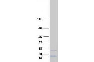 Validation with Western Blot (RPL26L1 Protein (Myc-DYKDDDDK Tag))