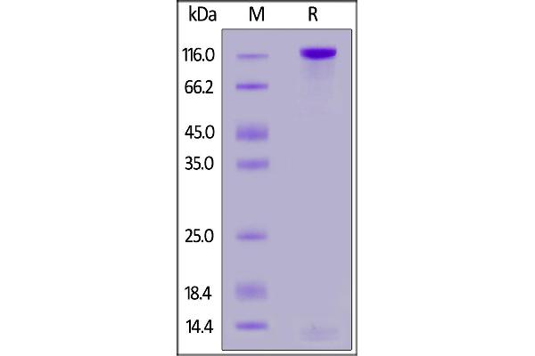 PTPRD Protein (AA 21-1265) (His tag)