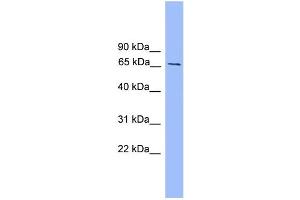 WB Suggested Anti-Smad4 Antibody Titration:  0. (SMAD4 抗体  (Middle Region))