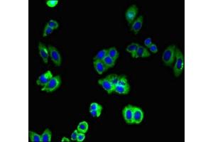 Immunofluorescent analysis of HepG2 cells using ABIN7146224 at dilution of 1:100 and Alexa Fluor 488-congugated AffiniPure Goat Anti-Rabbit IgG(H+L) (N-Cadherin 抗体  (AA 746-906))