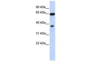 Image no. 1 for anti-Regulator of Chromosome Condensation 2 (RCC2) (AA 431-480) antibody (ABIN6741402) (RCC2 抗体  (AA 431-480))