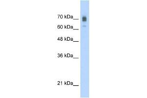 KIF22 antibody used at 2. (KIF22 抗体  (C-Term))