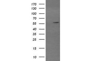 Image no. 1 for anti-Tripartite Motif Containing 22 (TRIM22) (AA 61-406) antibody (ABIN1491616) (TRIM22 抗体  (AA 61-406))