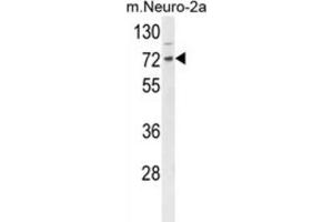 Western Blotting (WB) image for anti-DnaJ (Hsp40) Homolog, Subfamily C, Member 2 (DNAJC2) antibody (ABIN3004363) (DNAJC2 抗体)